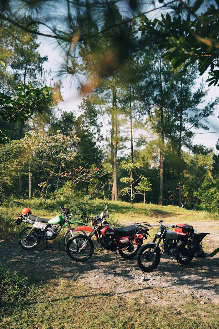 A collection of vintage motorcycles parked in a lush forest clearing under sunlight.